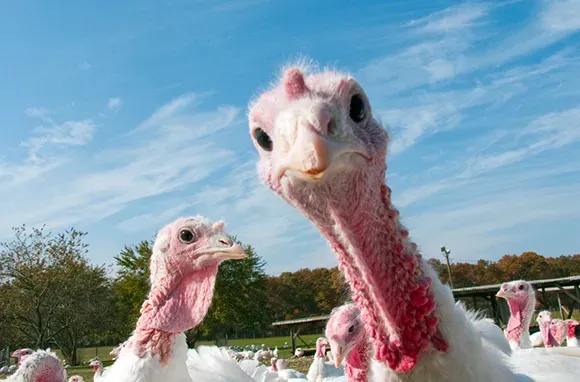 Worst Travel Turkeys